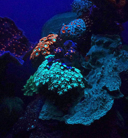 fluorescent coral