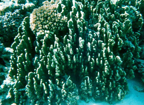 spongy coral