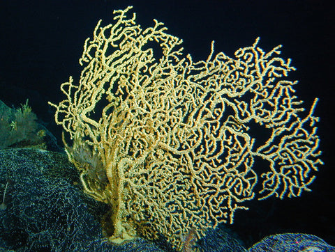 gold coral