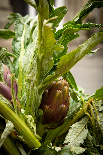 Artichokes (carciofi) at the Sant' Ambrogio Market