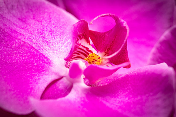 Fuchsia Phalaeonopsis Orchid Macro