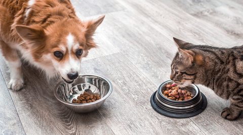 cat and dog eating dinner together
