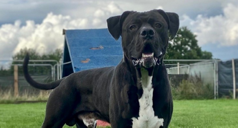 happy cane corso