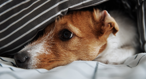 Dog Hiding Under Bed Covers