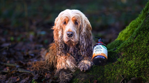 dog with salmon oil