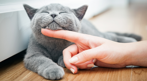 bsh cat lying on floor