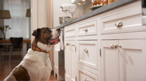 dog staring up to kitchen side