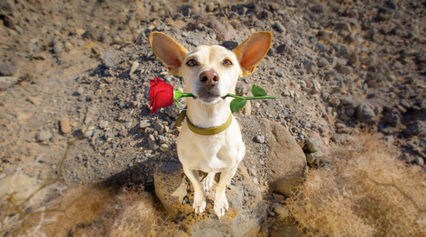 dog holding rose in mouth