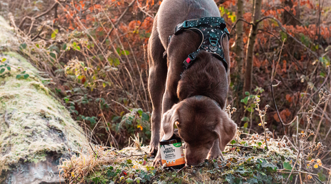 dog with salmon oil