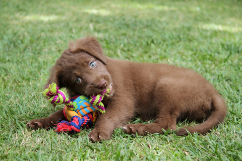 puppy playing with toy
