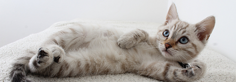 silver bengal kitten lying down