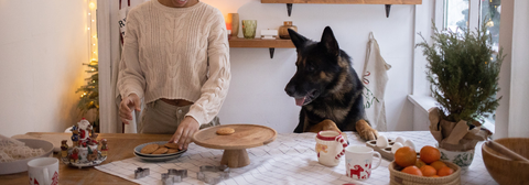 dog learning on the kitchen counter with food on