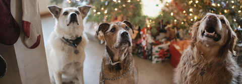 3 dogs looking up standing infront of a christmas tree