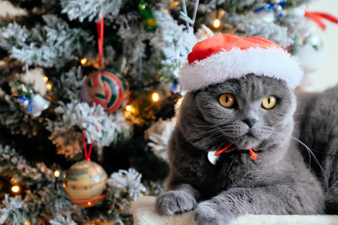 british shorthair grey cat wearing a santa hat