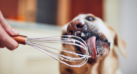 dog licking frosting off a whisk