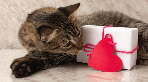 cat with valentines present