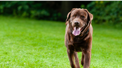 happy brown lab walking in field