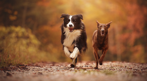 two dogs running on a path in autumn