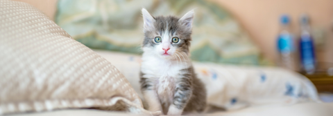 grey and white kitten sitting on bed