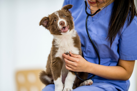 puppy at vet