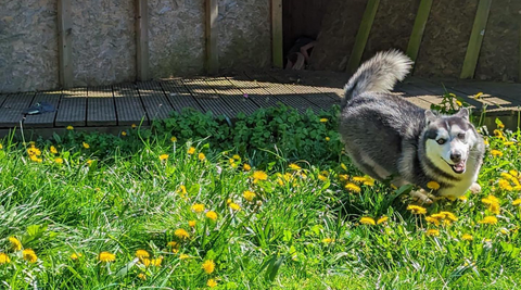 happy husky running through grass