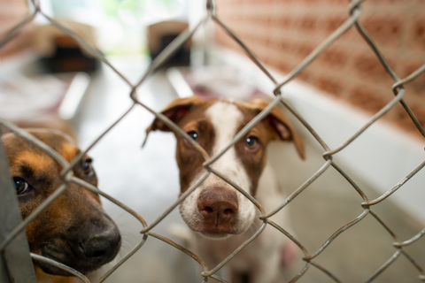 2 dogs in a rescue