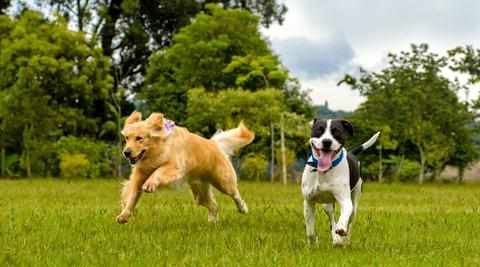two dogs running together on grass in a field