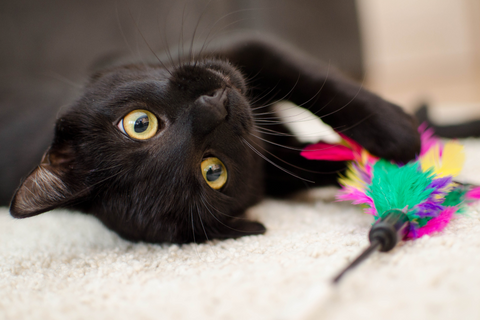 black playing with feather wand toy