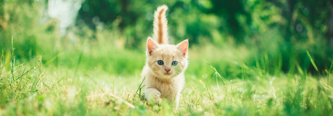 ginger kitten running through field