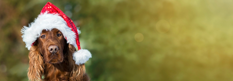 dog with christmas hat on