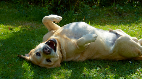 happy dog rolling in grass