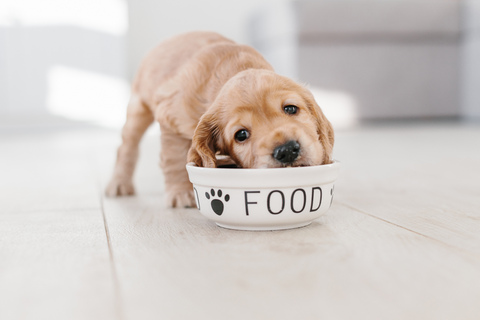 puppy eating food