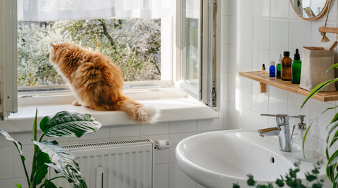 fluffy cat stood in bathroom window