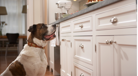 dog looking up at kitchen waiting to be fed