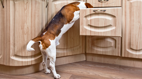 beagle dog digging in kitchen cupboards