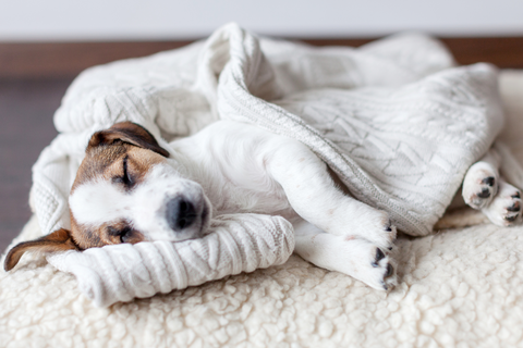 puppy sleeping