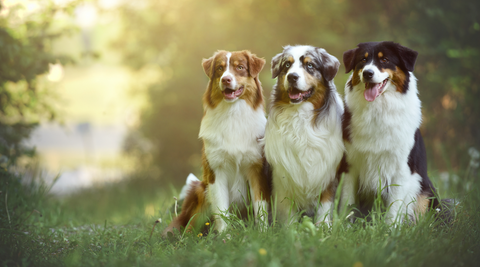 dog in field