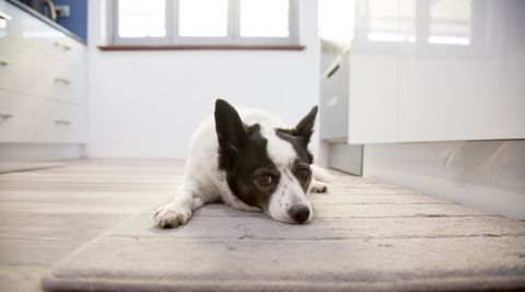 dog lying on the kitchen floor