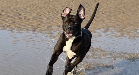 happy cane corso running along the beach with floppy ears