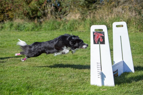 collie jumping on agility course