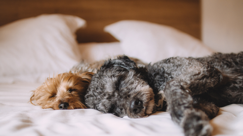 two dogs sleeping on a bed