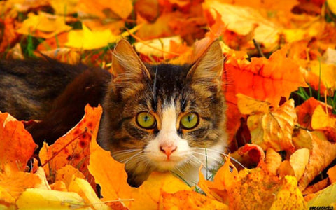 Pet cat in leaves autumn