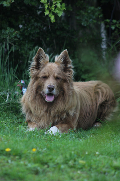 dog sitting in grass