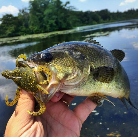 Tips & Tricks – Doomz Day Bass Turtle Lures