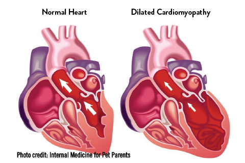 dilated cardiomyopathy DCM and grain-free dog food grain free