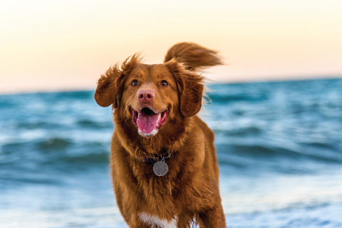 canine health and wellness