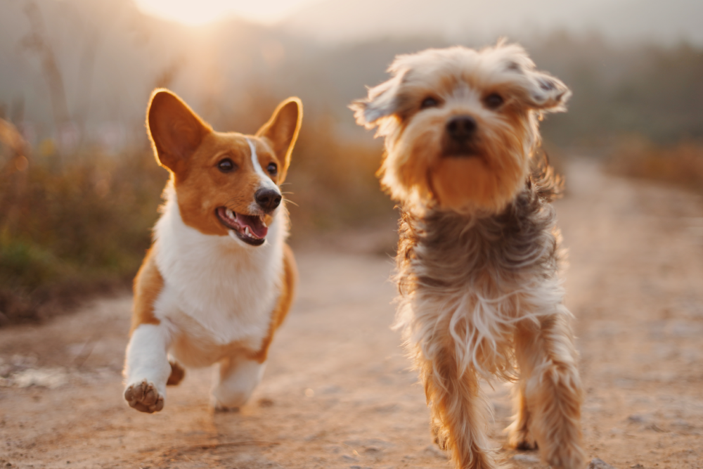 Two joyful dogs running outdoors at sunset.