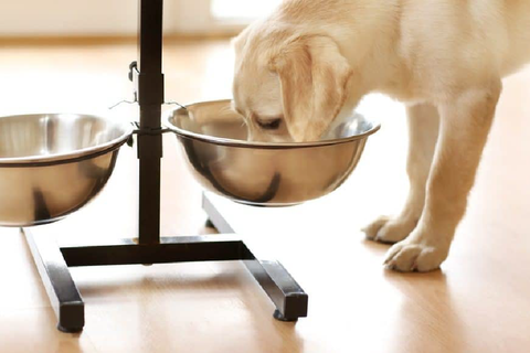 is it better for dogs to eat from elevated bowls