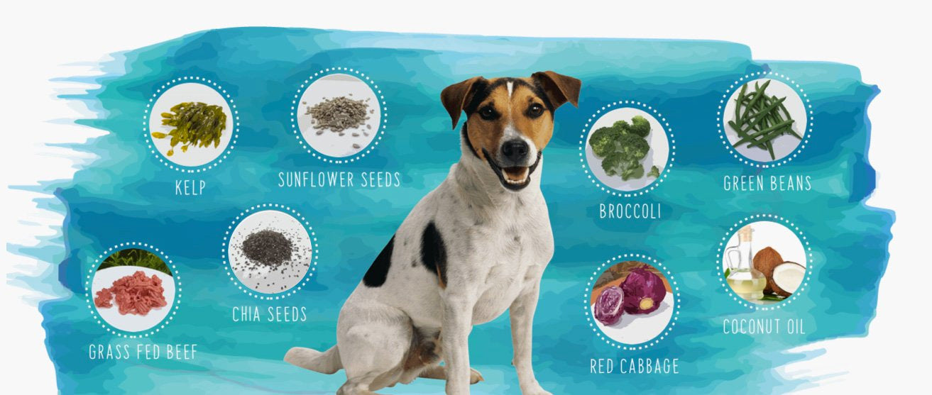 ketogenic dog food