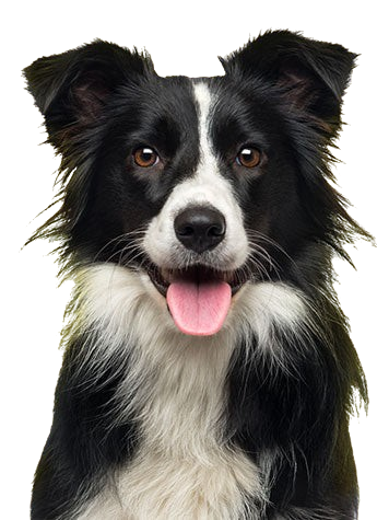 Black and white Border Collie dog with tongue out, looking forward.